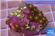 Zoanthus orange 2-3 cm WYSIWYG acclimaté
