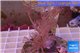 Xenia long polyps 3-6 cm WYSIWYG acclimaté