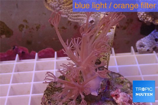 Xenia long polyps 3-6 cm WYSIWYG acclimaté