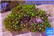 Pachyclavularia neon green 4-6 cm WYSIWYG acclimaté