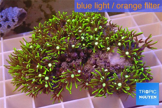 Pachyclavularia neon green 4-6 cm WYSIWYG acclimaté
