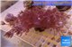 Xenia long polyps 6-9 cm WYSIWYG acclimaté