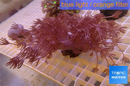 Xenia long polyps 6-9 cm WYSIWYG acclimaté