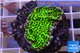 Montipora green & purple polyps 2-4 cm WYSIWYG acclimaté