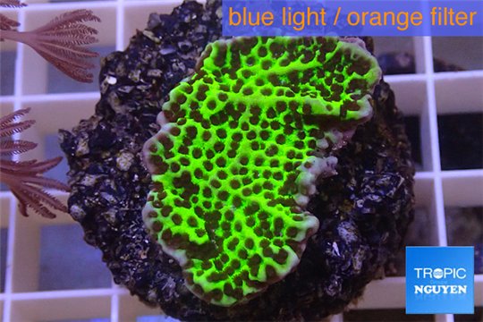 Montipora green & purple polyps 2-4 cm WYSIWYG acclimaté