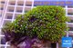 Pachyclavularia neon green 6-8 cm WYSIWYG acclimaté