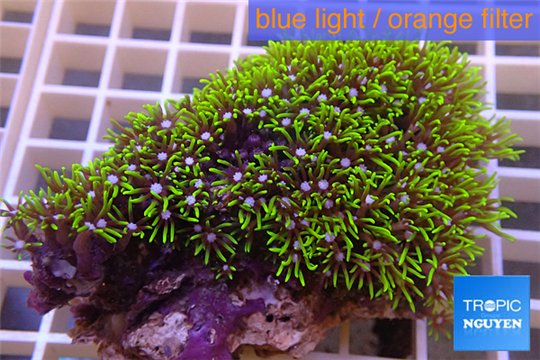 Pachyclavularia neon green 6-8 cm WYSIWYG acclimaté