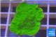Montipora green cap 3-4 cm WYSIWYG acclimaté