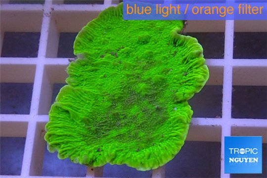 Montipora green cap 3-4 cm WYSIWYG acclimaté
