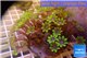 Clavularia papaya golden green 8-12 cm WYSIWYG acclimaté