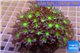 Clavularia papaya green purple 8-12 cm WYSIWYG acclimaté