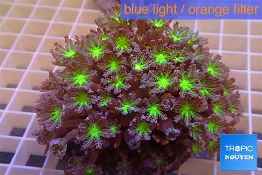 Clavularia papaya green purple 8-12 cm WYSIWYG acclimaté