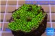 Montipora green & purple polyps 2-4 cm WYSIWYG acclimaté
