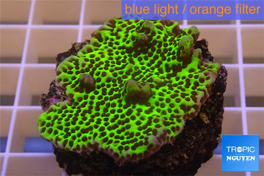 Montipora green & purple polyps 2-4 cm WYSIWYG acclimaté