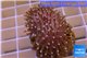 Sarcophyton erenberghi white polyps 4-6 cm WYSIWYG acclimaté