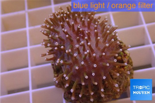 Sarcophyton erenberghi white polyps 4-6 cm WYSIWYG acclimaté
