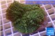 Rhodactis green big leaf 5-6 cm WYSIWYG acclimaté