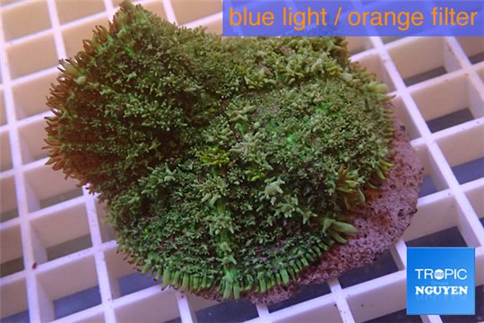 Rhodactis green big leaf 5-6 cm WYSIWYG acclimaté