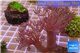 Xenia long polyps 4-6 cm WYSIWYG acclimaté