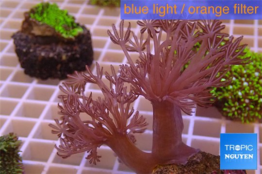Xenia long polyps 4-6 cm WYSIWYG acclimaté