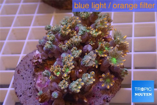 Clavularia papaya orange green 8-12 cm WYSIWYG acclimaté