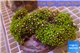 Pachyclavularia neon green 9-13 cm WYSIWYG acclimaté