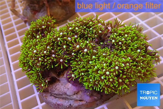 Pachyclavularia neon green 9-13 cm WYSIWYG acclimaté