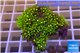 Pachyclavularia neon green 4-6 cm WYSIWYG acclimaté