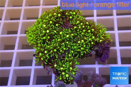 Pachyclavularia neon green 4-6 cm WYSIWYG acclimaté