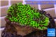 Montipora green & purple polyps 2-4 cm WYSIWYG acclimaté