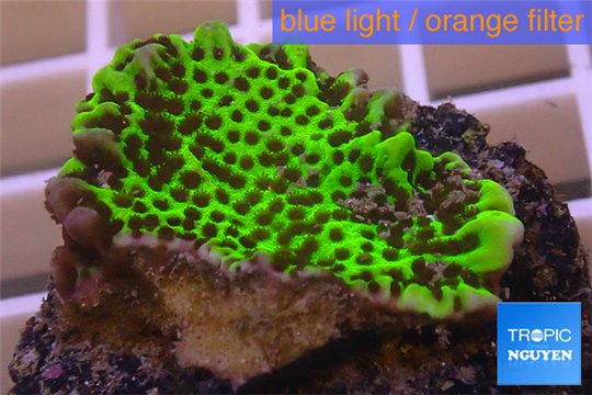 Montipora green & purple polyps 2-4 cm WYSIWYG acclimaté