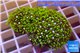 Pachyclavularia neon green 3-5 cm WYSIWYG acclimaté
