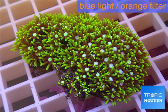 Pachyclavularia neon green 3-5 cm WYSIWYG acclimaté