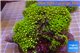 Pachyclavularia neon green 9-13 cm WYSIWYG acclimaté
