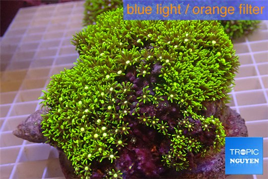 Pachyclavularia neon green 9-13 cm WYSIWYG acclimaté