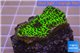 Montipora green & purple polyps 2-4 cm WYSIWYG acclimaté