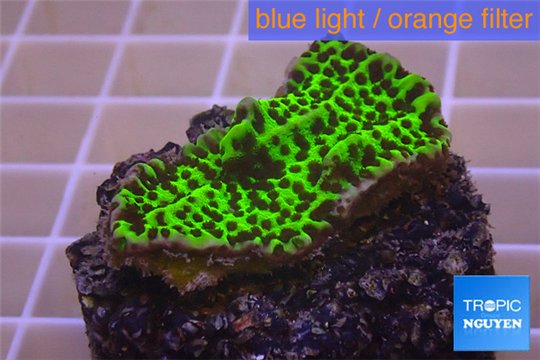 Montipora green & purple polyps 2-4 cm WYSIWYG acclimaté