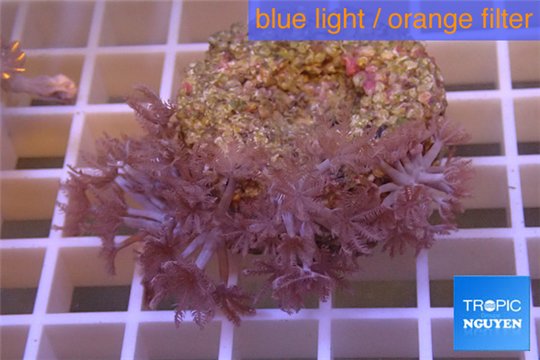 Xenia pumping 2-5 cm WYSIWYG acclimaté