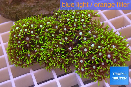 Pachyclavularia neon green 4-6 cm WYSIWYG acclimaté