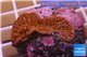 Montipora red purple polyps 3-5 cm WYSIWYG acclimaté