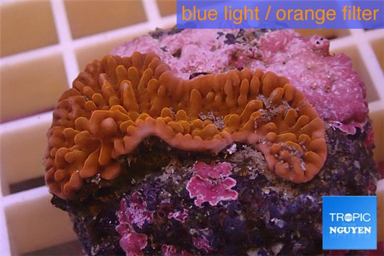 Montipora red purple polyps 3-5 cm WYSIWYG acclimaté