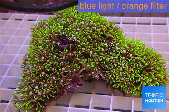 Pachyclavularia neon green 6-9 cm WYSIWYG acclimaté