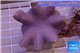 Sarcophyton full neon green polyps Australia 7-12 cm WYSIWYG acclimaté
