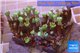 Clavularia papaya orange green 8-12 cm WYSIWYG acclimaté
