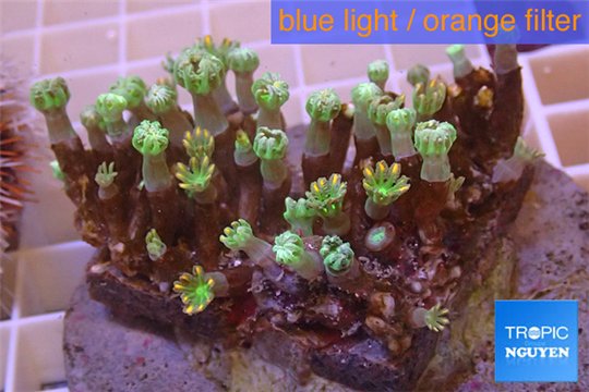 Clavularia papaya orange green 8-12 cm WYSIWYG acclimaté