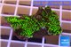 Montipora green & purple polyps 2-4 cm WYSIWYG acclimaté