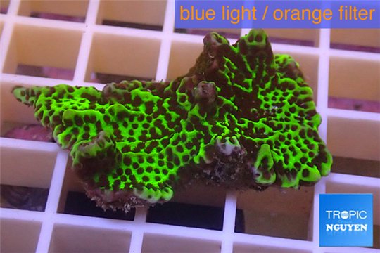 Montipora green & purple polyps 2-4 cm WYSIWYG acclimaté