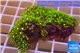 Pachyclavularia neon green 3-5 cm WYSIWYG acclimaté