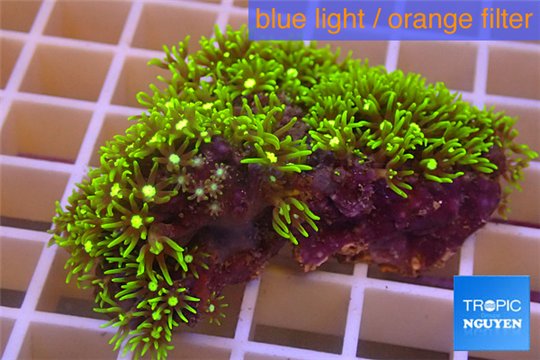 Pachyclavularia neon green 3-5 cm WYSIWYG acclimaté