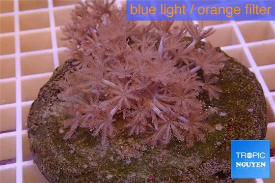 Xenia pumping 4-6 cm WYSIWYG acclimaté